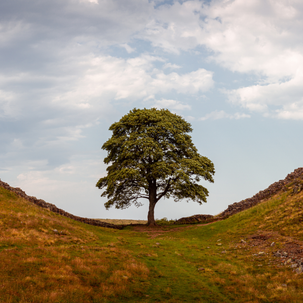 hallbarns b&b, hadrians wall, chollerford, northumberland, pennine way, small b&b, bed & breakfast